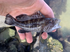 Centropristis striata