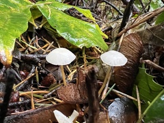 Mycena capillaripes