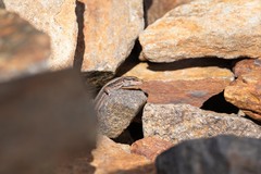 Iberolacerta bonnali