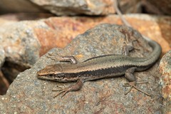 Iberolacerta bonnali