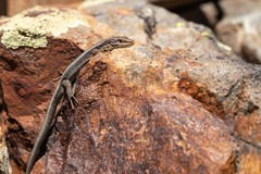 Iberolacerta bonnali