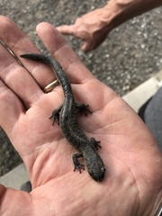 Ambystoma 'unisexual complex'