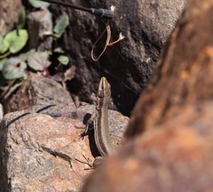 Iberolacerta bonnali