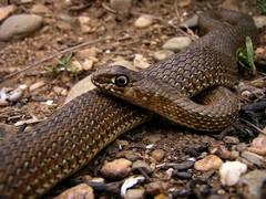 Malpolon monspessulanus