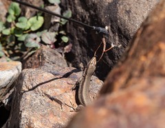 Iberolacerta bonnali