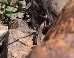 Iberolacerta bonnali
