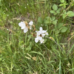 Libertia chilensis