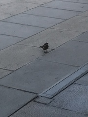 Cinclodes patagonicus