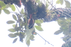 Sittasomus griseicapillus