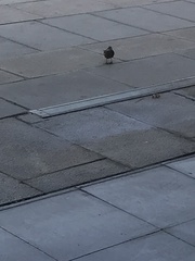 Cinclodes patagonicus