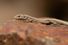 Iberolacerta bonnali