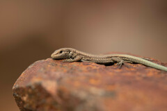 Iberolacerta bonnali