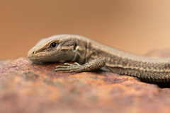 Iberolacerta bonnali