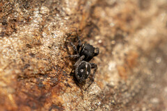 Attulus atricapillus