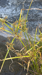 Cyperus virens