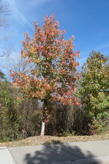 Liquidambar styraciflua