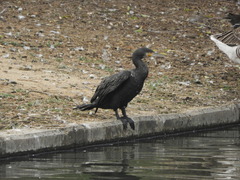 Phalacrocorax carbo sinensis