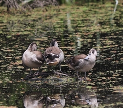 Malacorhynchus membranaceus