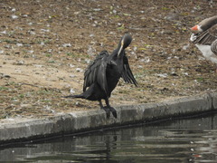 Phalacrocorax carbo sinensis