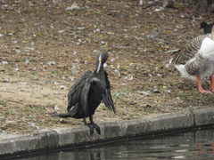 Phalacrocorax carbo sinensis