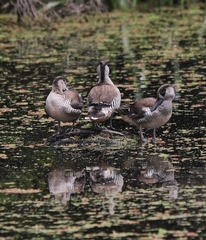 Malacorhynchus membranaceus