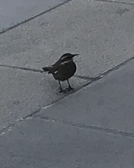 Cinclodes patagonicus