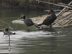 Phalacrocorax carbo sinensis