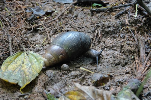 Achatina stuhlmanni