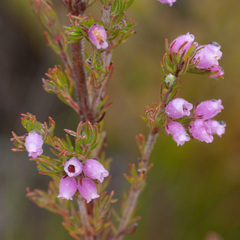 Erica hirtiflora