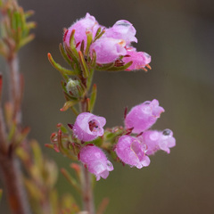 Erica hirtiflora