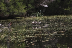 Malacorhynchus membranaceus