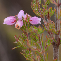 Erica hirtiflora