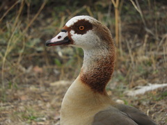 Alopochen aegyptiaca