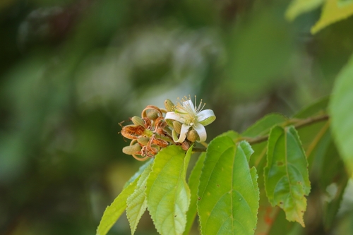 Image of Grewia orientalis by (c) Aravinth, some rights reserved (CC BY)