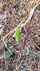 Microcentrum rhombifolium