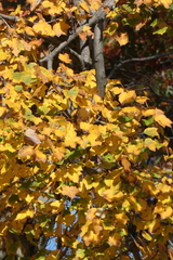 Acer opalus