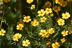 Tagetes tenuifolia