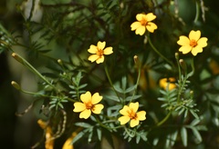 Tagetes tenuifolia