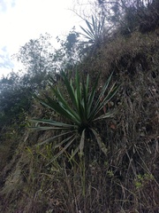 Furcraea andina