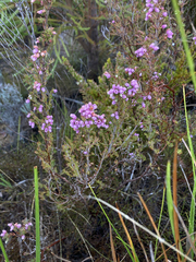 Erica hirtiflora