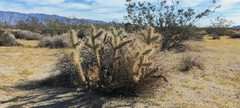 Cylindropuntia echinocarpa