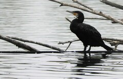 Phalacrocorax carbo sinensis