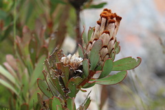 Protea speciosa