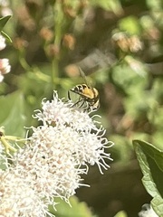 Palpada pusilla