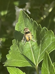 Palpada pusilla