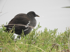 Gallinula chloropus chloropus