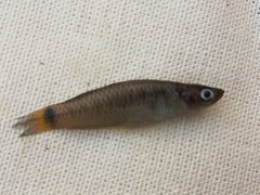 Poeciliidae