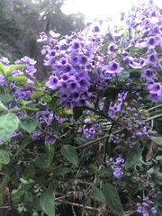 Prostanthera melissifolia