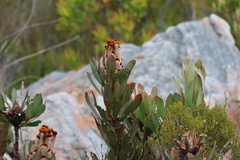 Protea speciosa