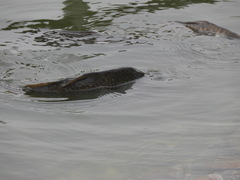 Cyprinus carpio